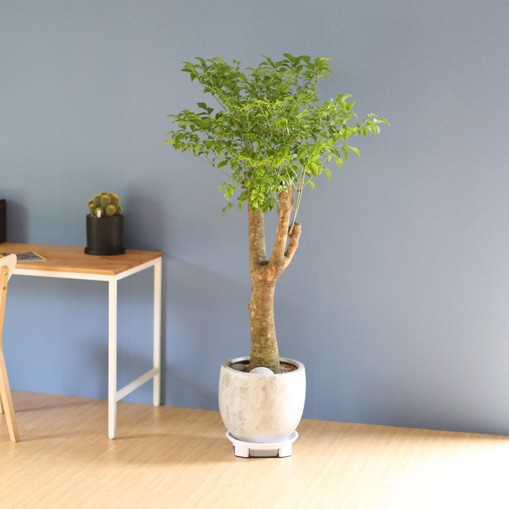 ��â�ϼ��� �����Ŀ� ���� ȭ�� - Ǫ���� ����Ʈ�� ���� �ɹ��