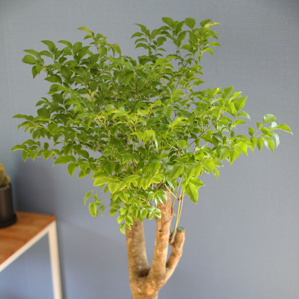 ��â�ϼ��� �����Ŀ� ���� ȭ�� - Ǫ���� ����Ʈ�� ���� �ɹ��