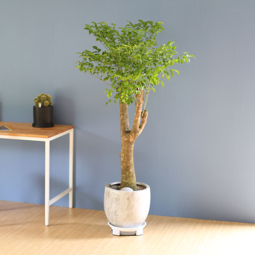 ��â�ϼ��� �����Ŀ� ���� ȭ�� - Ǫ���� ����Ʈ�� ���� �ɹ��