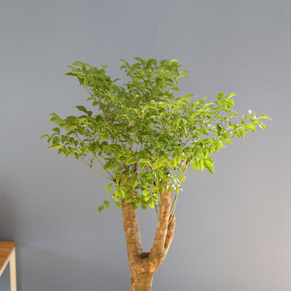 ��â�ϼ��� �����Ŀ� ���� ȭ�� - Ǫ���� ����Ʈ�� ���� �ɹ��