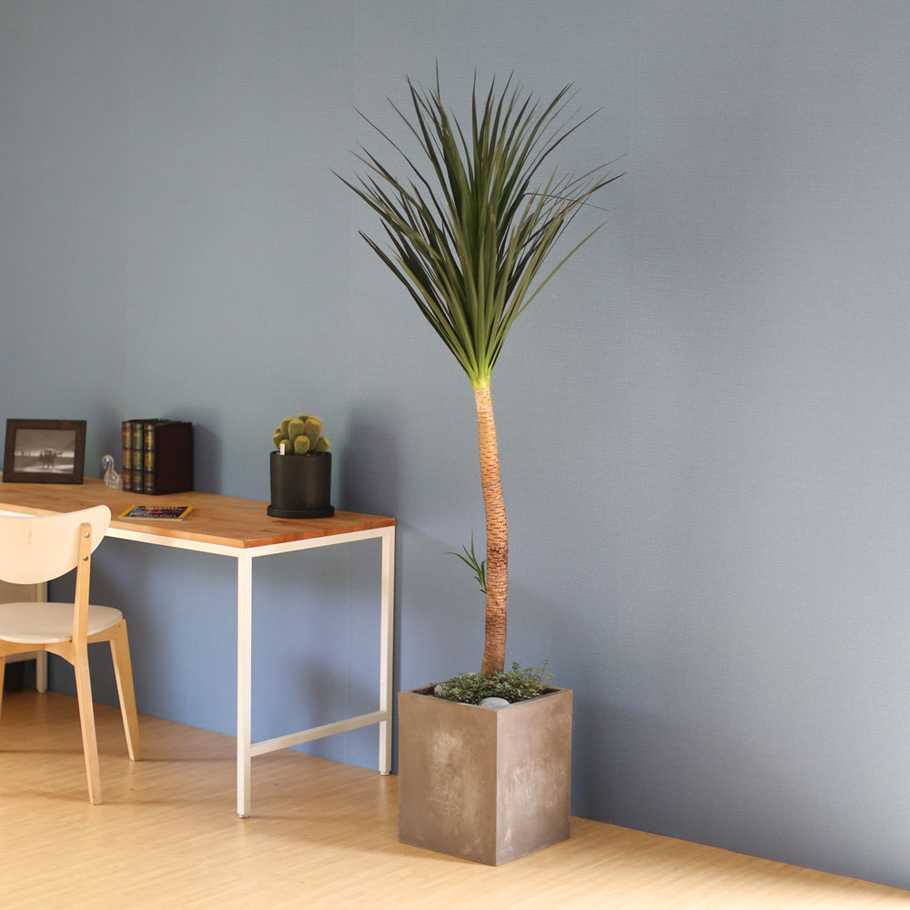 âϼ Ŀ  ȭ -     ɹ