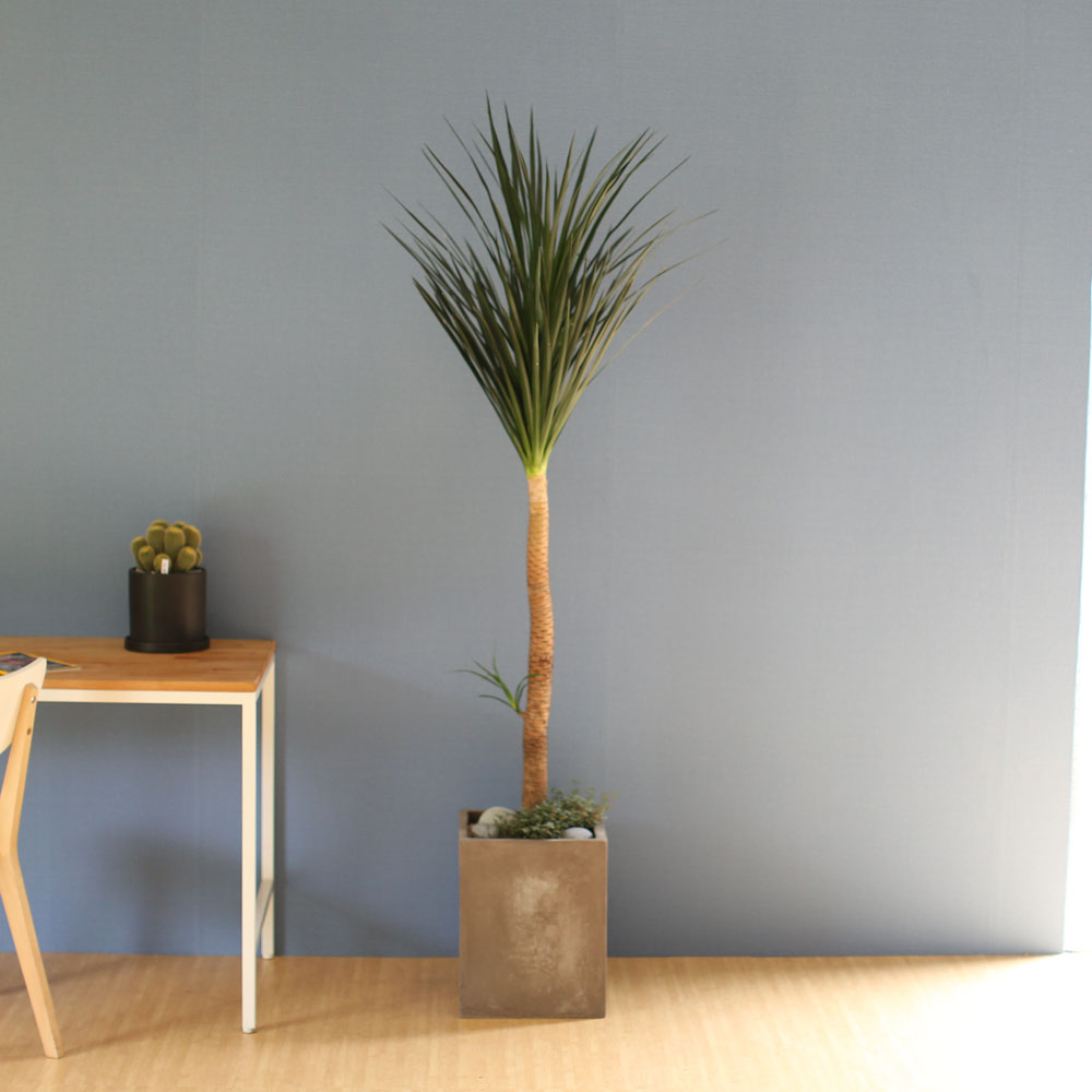 âϼ Ŀ  ȭ -     ɹ