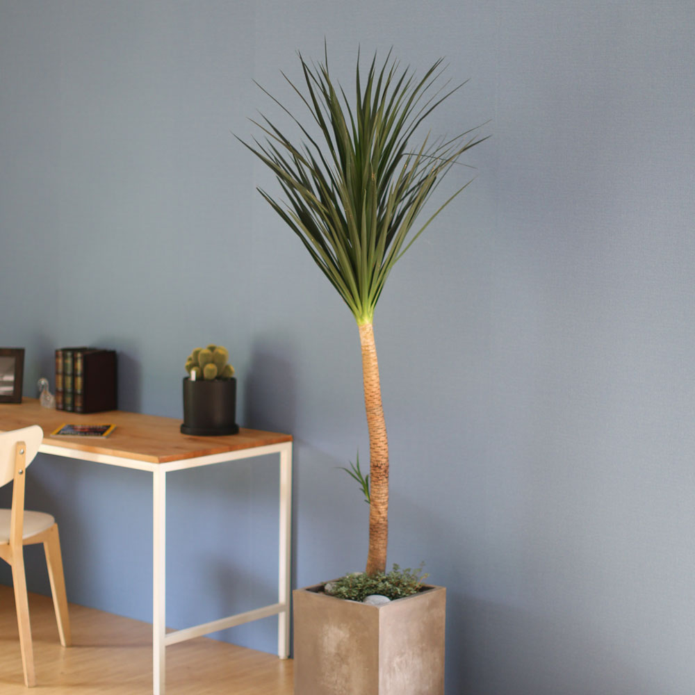 âϼ Ŀ  ȭ -     ɹ