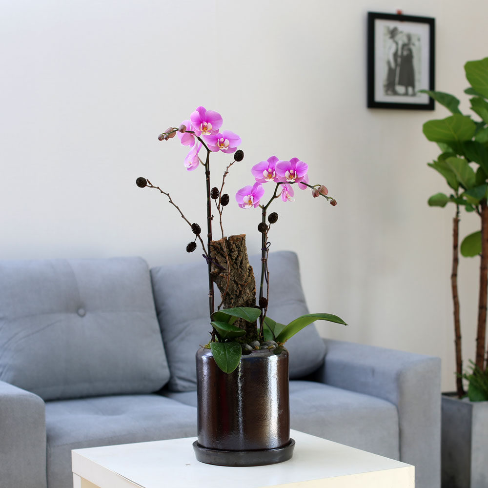 Decorating with Orchids() - ȫ ũȣ  ɹ