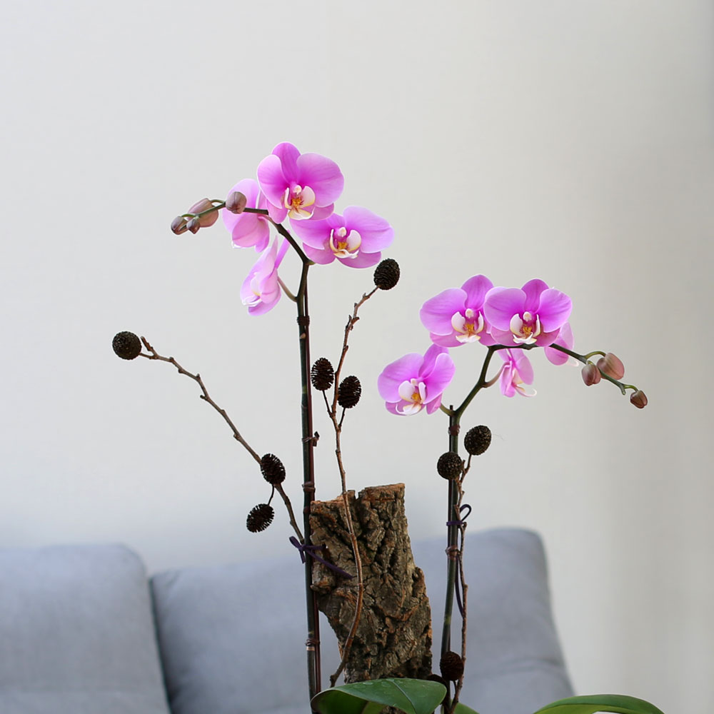 Decorating with Orchids() - ȫ ũȣ  ɹ