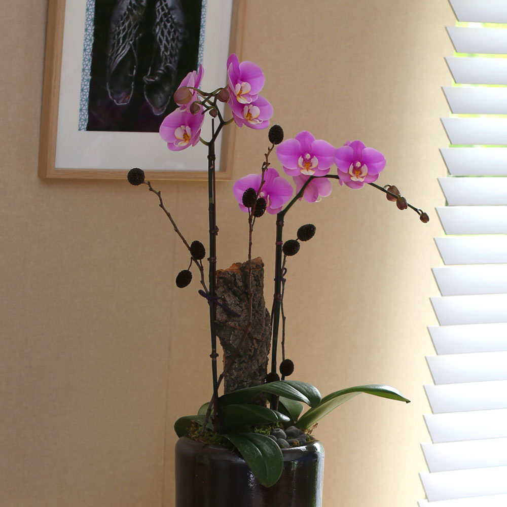 Decorating with Orchids() - ȫ ũȣ  ɹ
