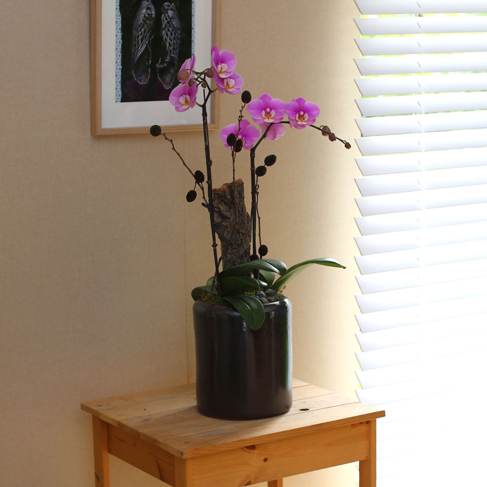 Decorating with Orchids() - ȫ ũȣ  ɹ