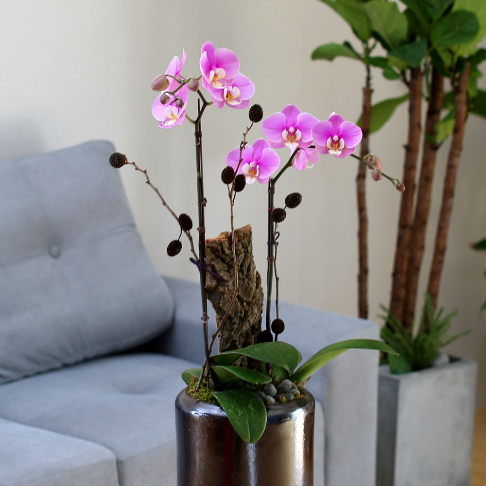 Decorating with Orchids() - ȫ ũȣ  ɹ