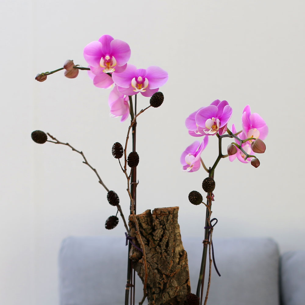 Decorating with Orchids() - ȫ ũȣ  ɹ