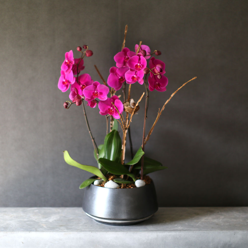 Decorating with Orchids() - õǰ ޽ ȭ⿡  ũȣ  ɹ