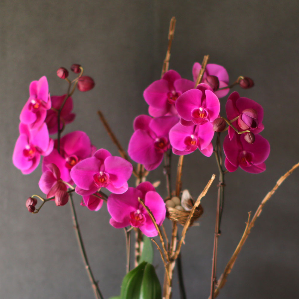 Decorating with Orchids() - õǰ ޽ ȭ⿡  ũȣ  ɹ