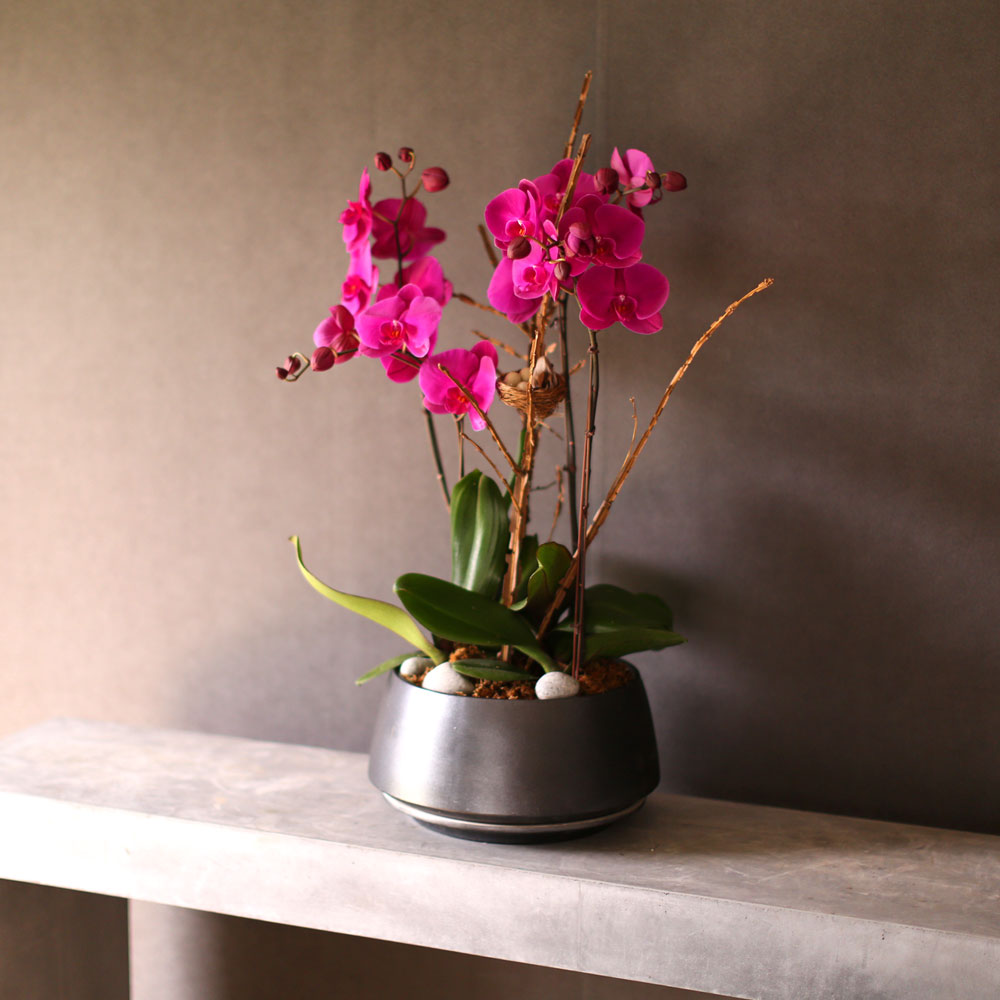 Decorating with Orchids() - õǰ ޽ ȭ⿡  ũȣ  ɹ
