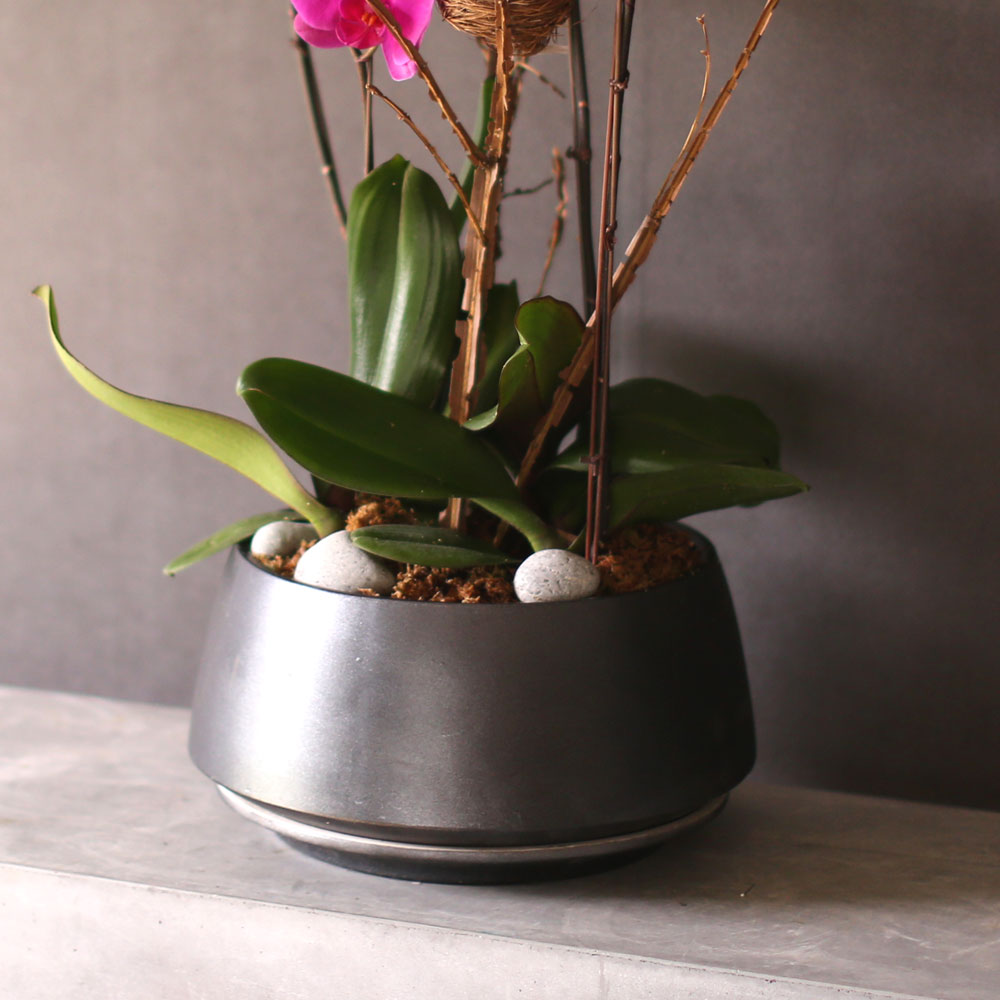 Decorating with Orchids() - õǰ ޽ ȭ⿡  ũȣ  ɹ