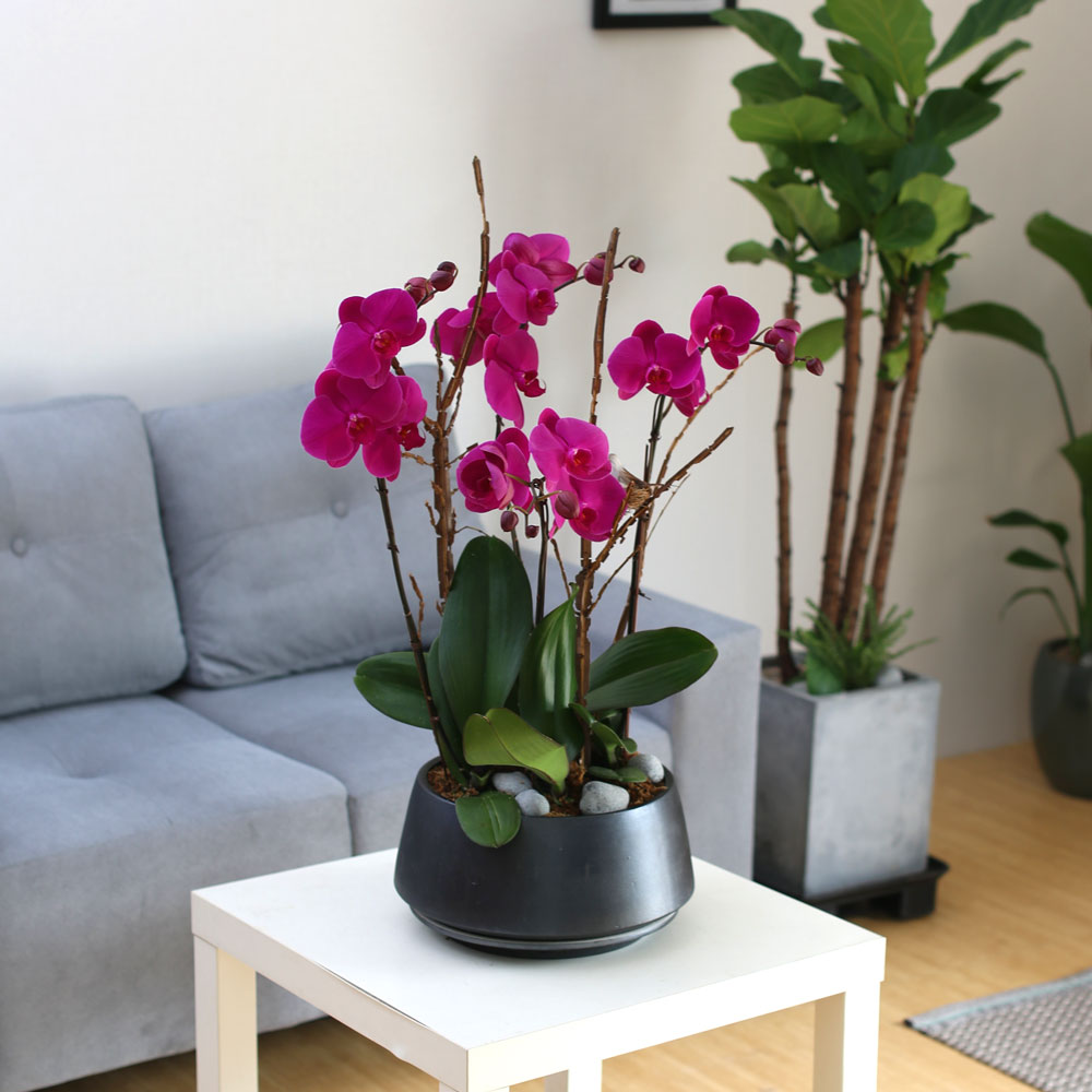 Decorating with Orchids() - õǰ ޽ ȭ⿡  ũȣ  ɹ