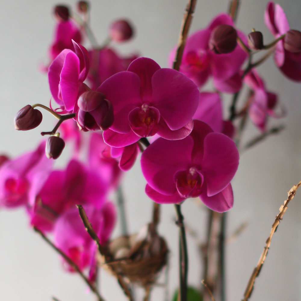 Decorating with Orchids() - õǰ ޽ ȭ⿡  ũȣ  ɹ