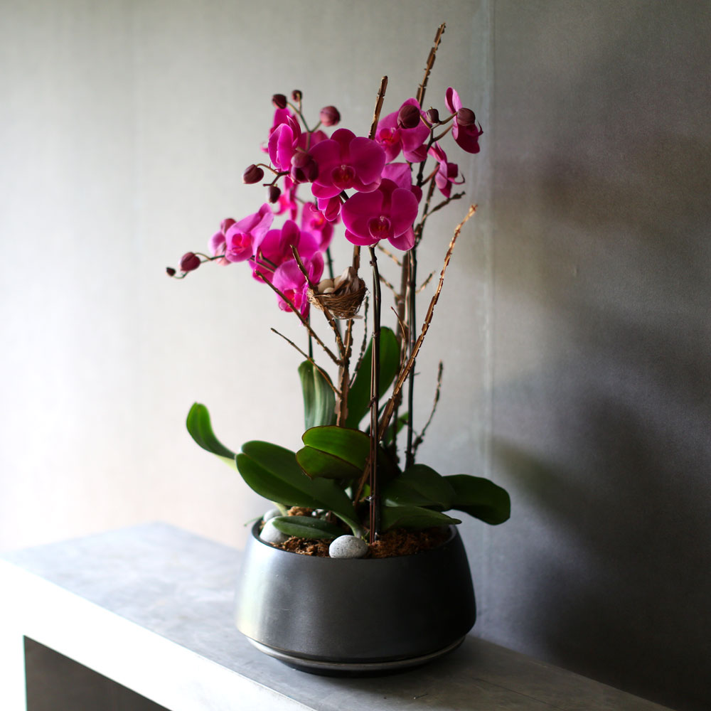 Decorating with Orchids() - õǰ ޽ ȭ⿡  ũȣ  ɹ