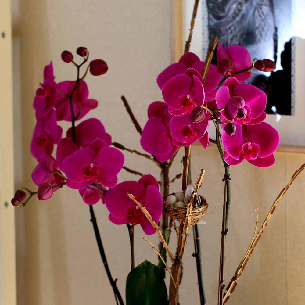 Decorating with Orchids() - õǰ ޽ ȭ⿡  ũȣ  ɹ