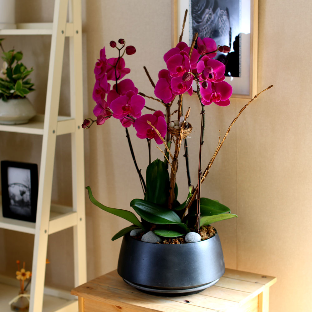 Decorating with Orchids() - õǰ ޽ ȭ⿡  ũȣ  ɹ