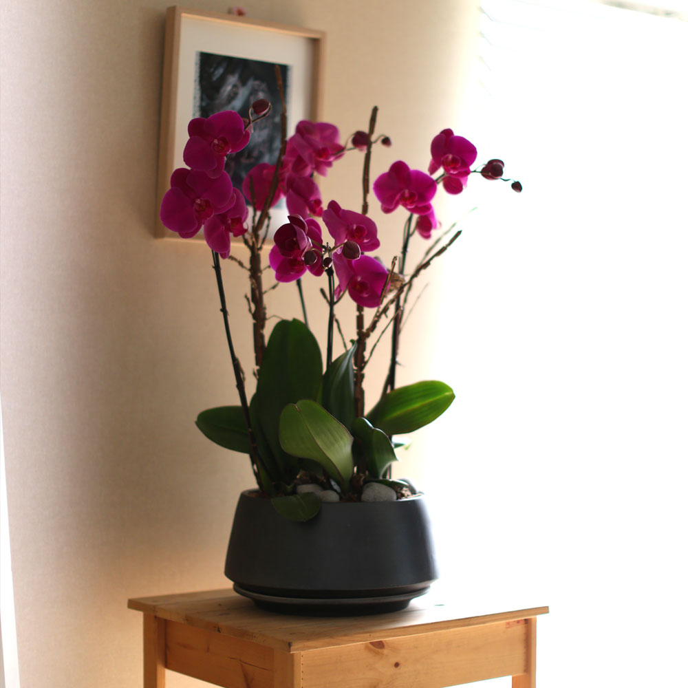 Decorating with Orchids() - õǰ ޽ ȭ⿡  ũȣ  ɹ