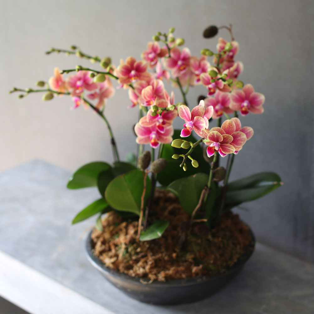 [Decorating with Orchids] ݳ ()  ɹ