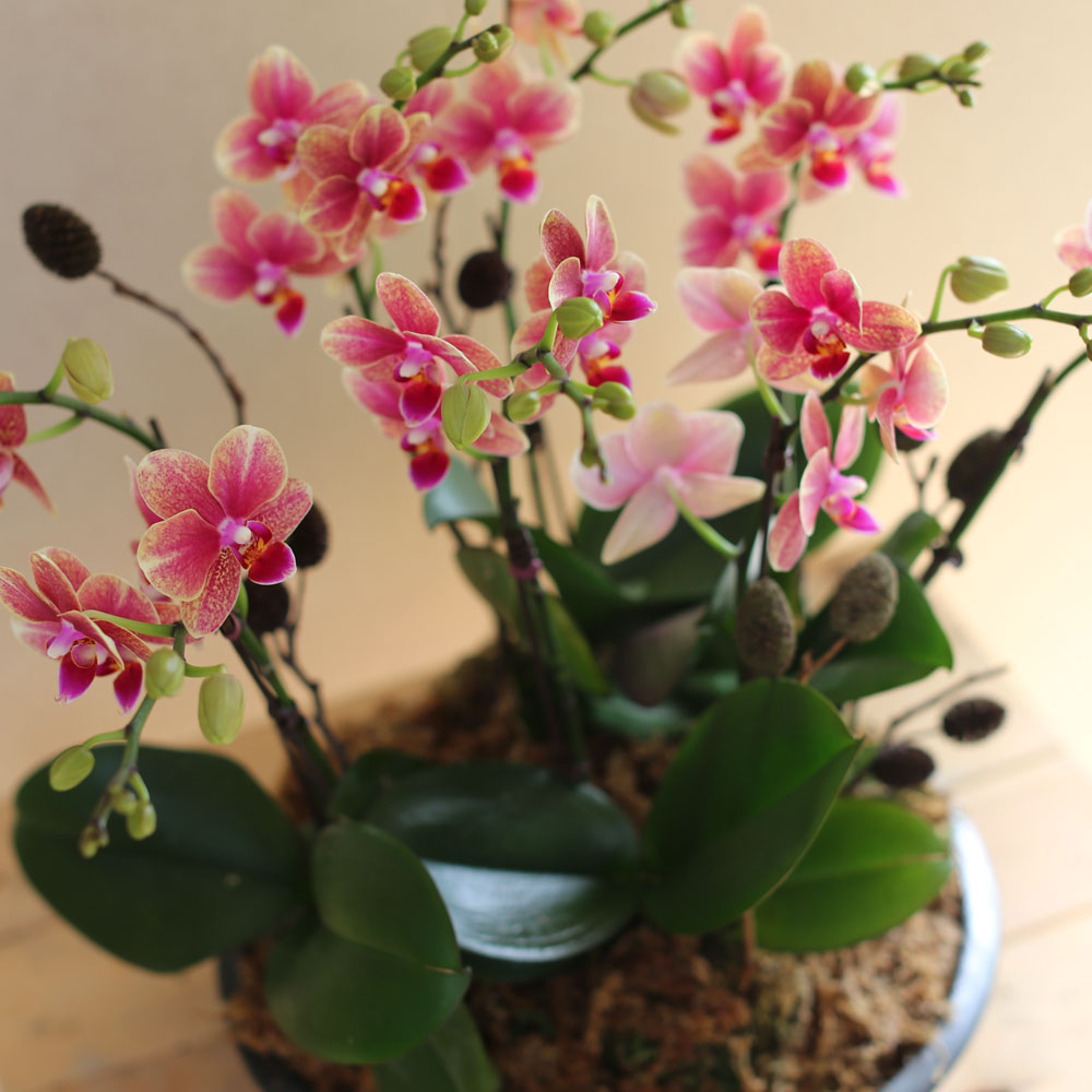 [Decorating with Orchids] ݳ ()  ɹ