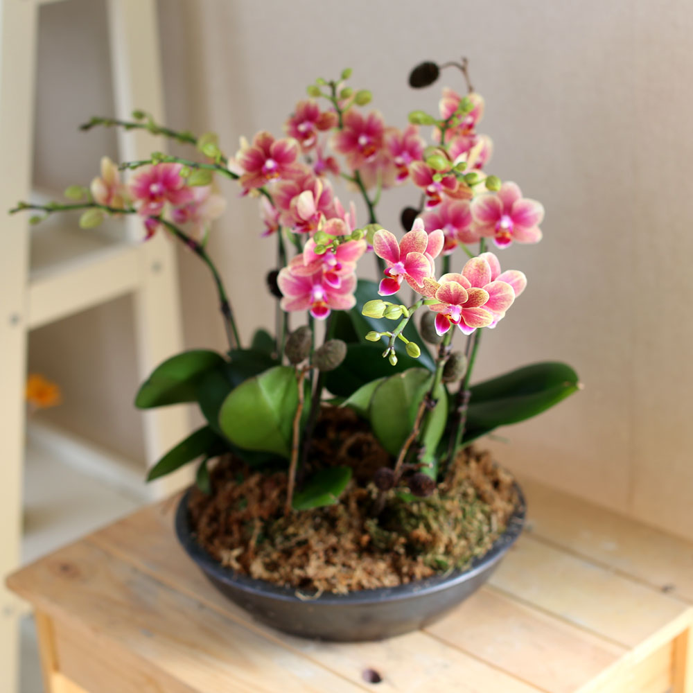[Decorating with Orchids] ݳ ()  ɹ