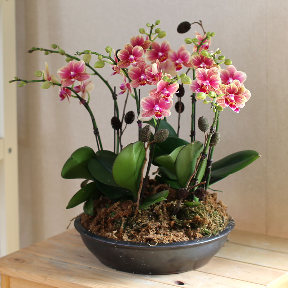 [Decorating with Orchids] ݳ ()  ɹ