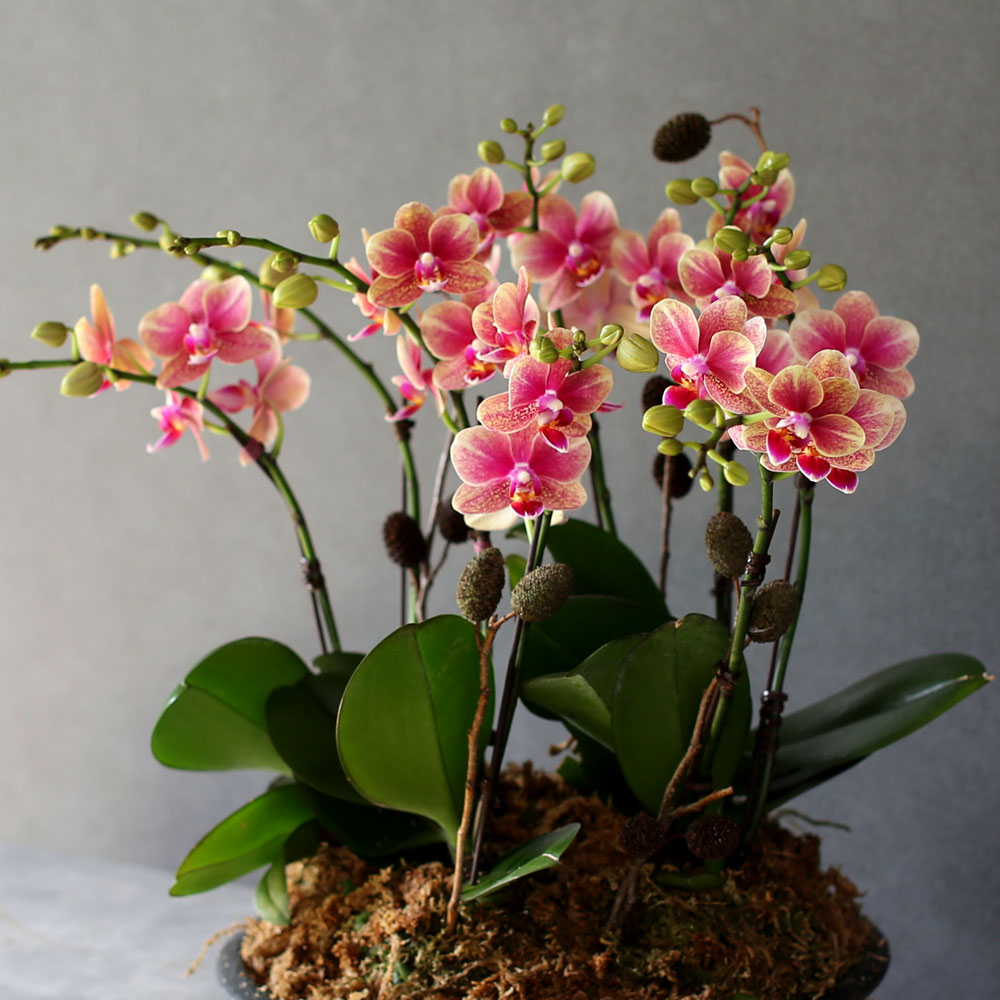 [Decorating with Orchids] ݳ ()  ɹ