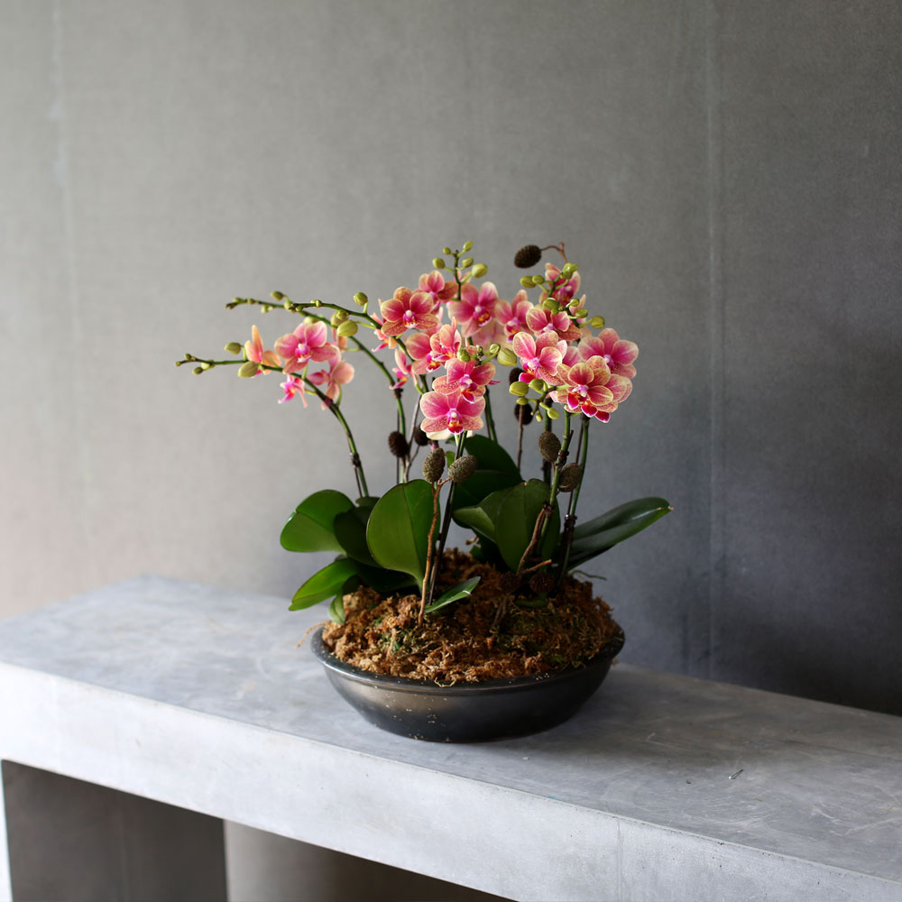 [Decorating with Orchids] ݳ ()  ɹ