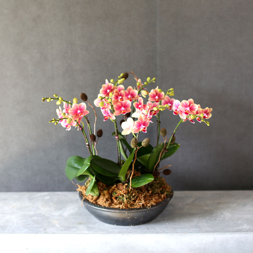 [Decorating with Orchids] ݳ ()  ɹ