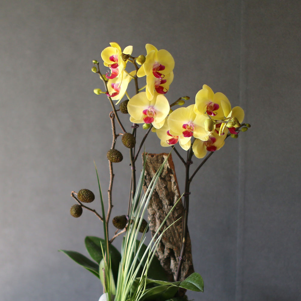 [Decorating with Orchids ] 彺Ÿ (ȭǰ)  ɹ