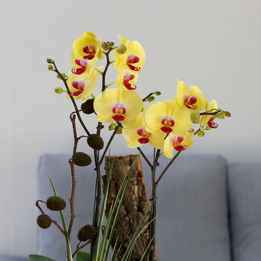 [Decorating with Orchids ] 彺Ÿ (ȭǰ)  ɹ