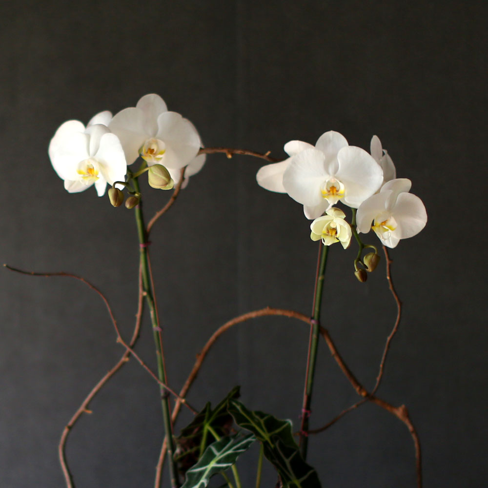 Decorating with Orchids() - Ĺ̰ ̴ ȭƮȣ  ɹ