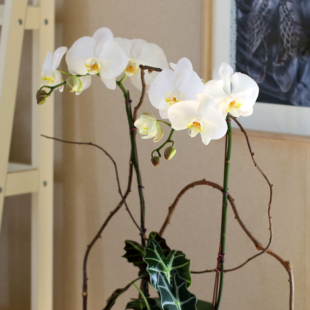 Decorating with Orchids() - Ĺ̰ ̴ ȭƮȣ  ɹ
