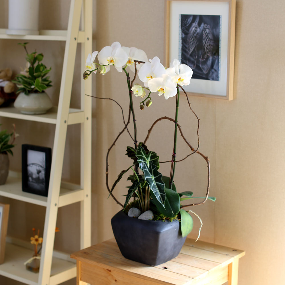 Decorating with Orchids() - Ĺ̰ ̴ ȭƮȣ  ɹ