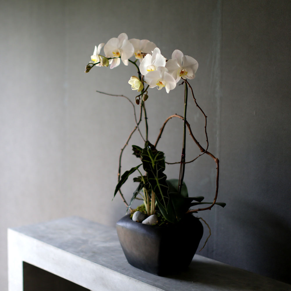 Decorating with Orchids() - Ĺ̰ ̴ ȭƮȣ  ɹ