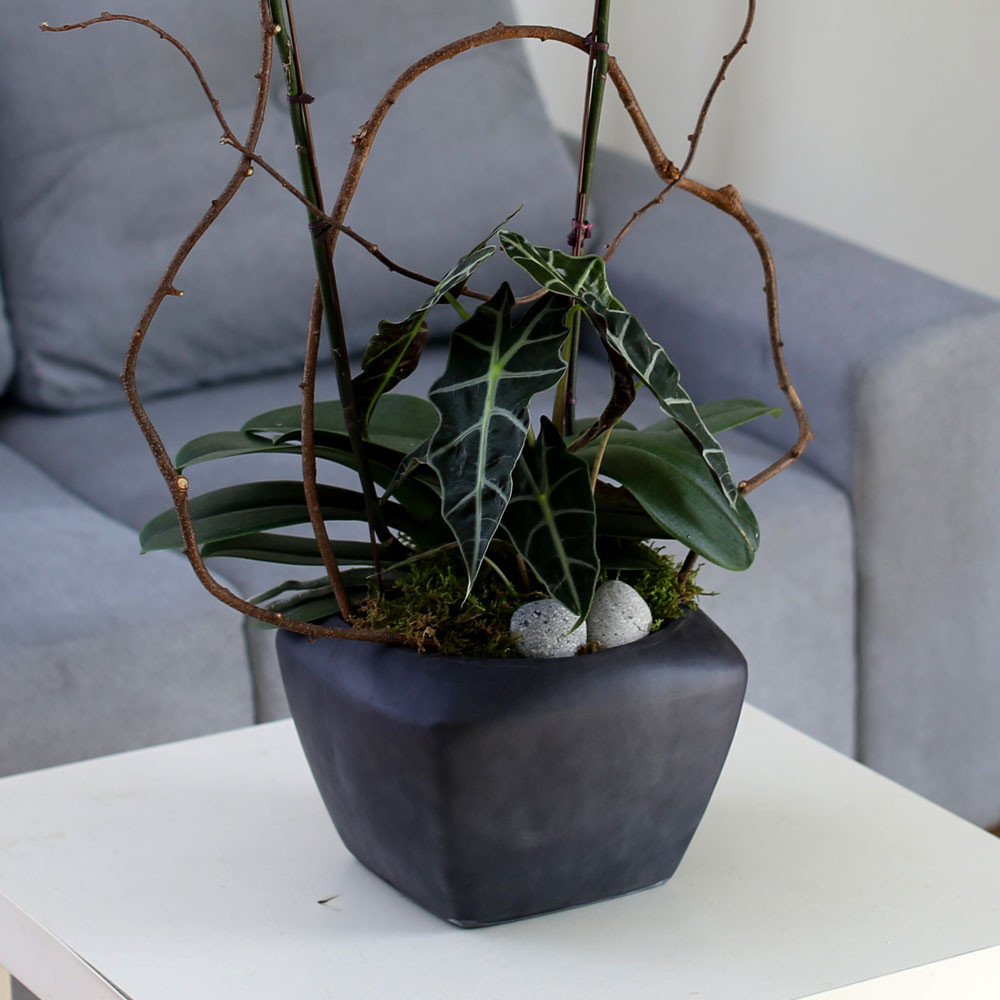 Decorating with Orchids() - Ĺ̰ ̴ ȭƮȣ  ɹ