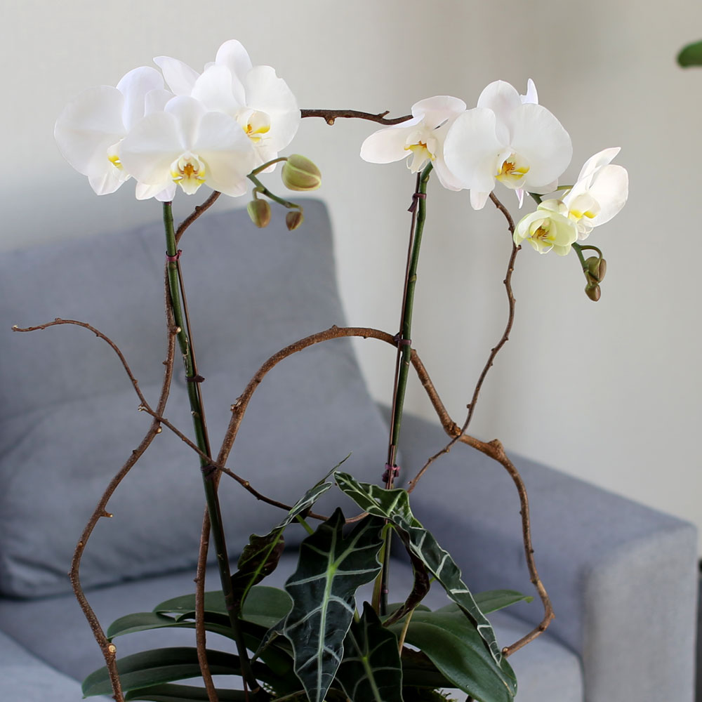 Decorating with Orchids() - Ĺ̰ ̴ ȭƮȣ  ɹ