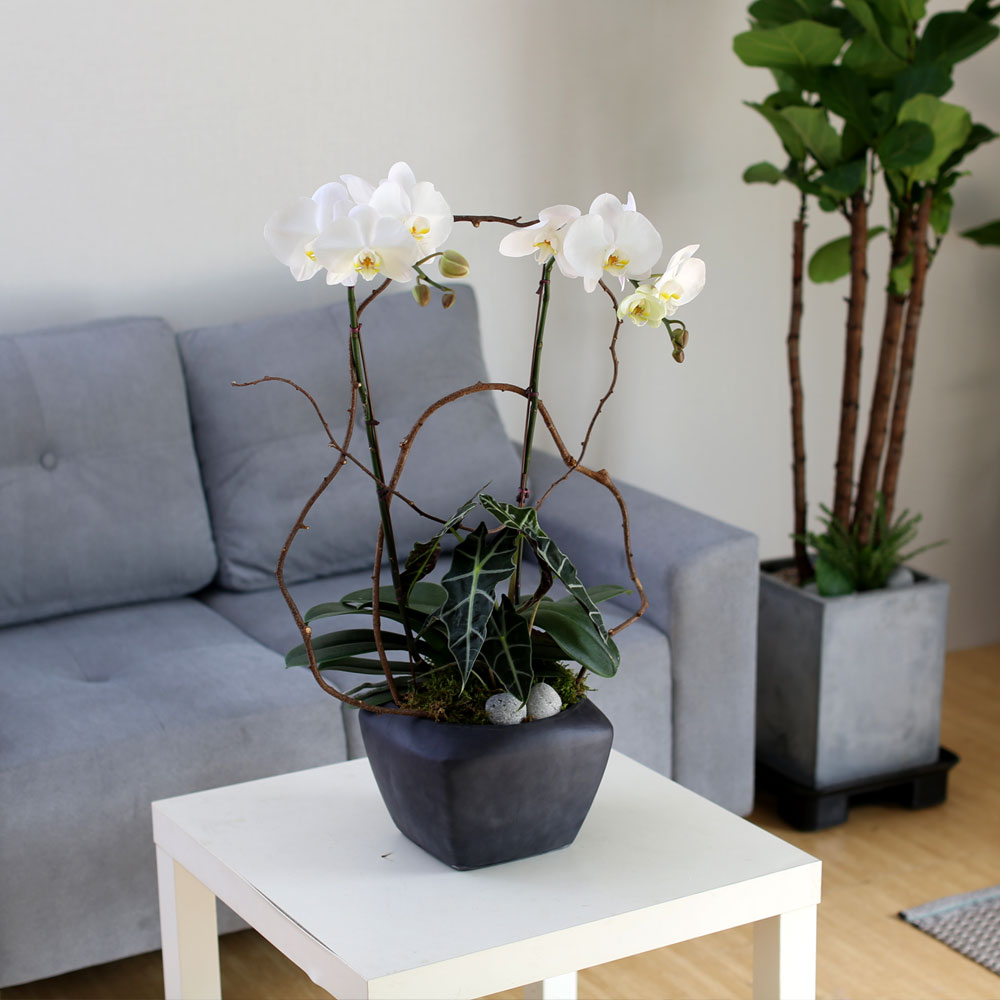 Decorating with Orchids() - Ĺ̰ ̴ ȭƮȣ  ɹ