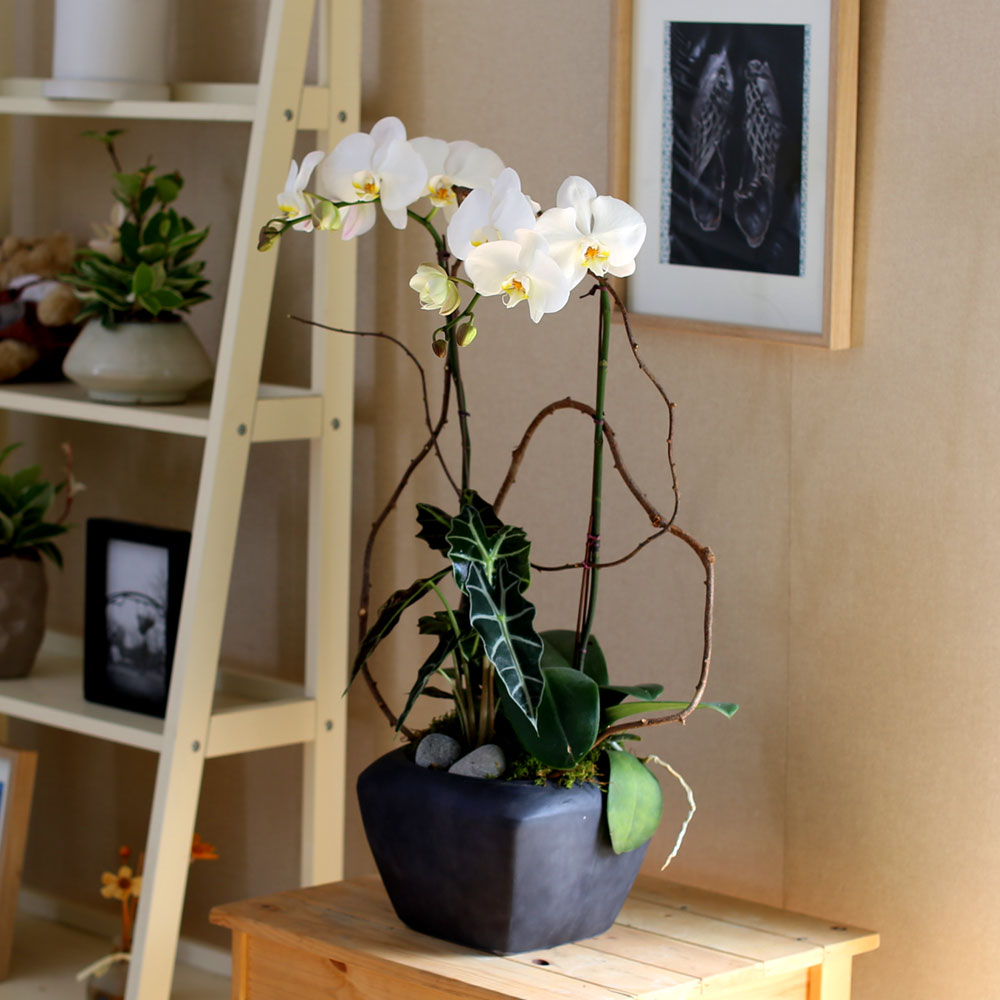 Decorating with Orchids() - Ĺ̰ ̴ ȭƮȣ  ɹ