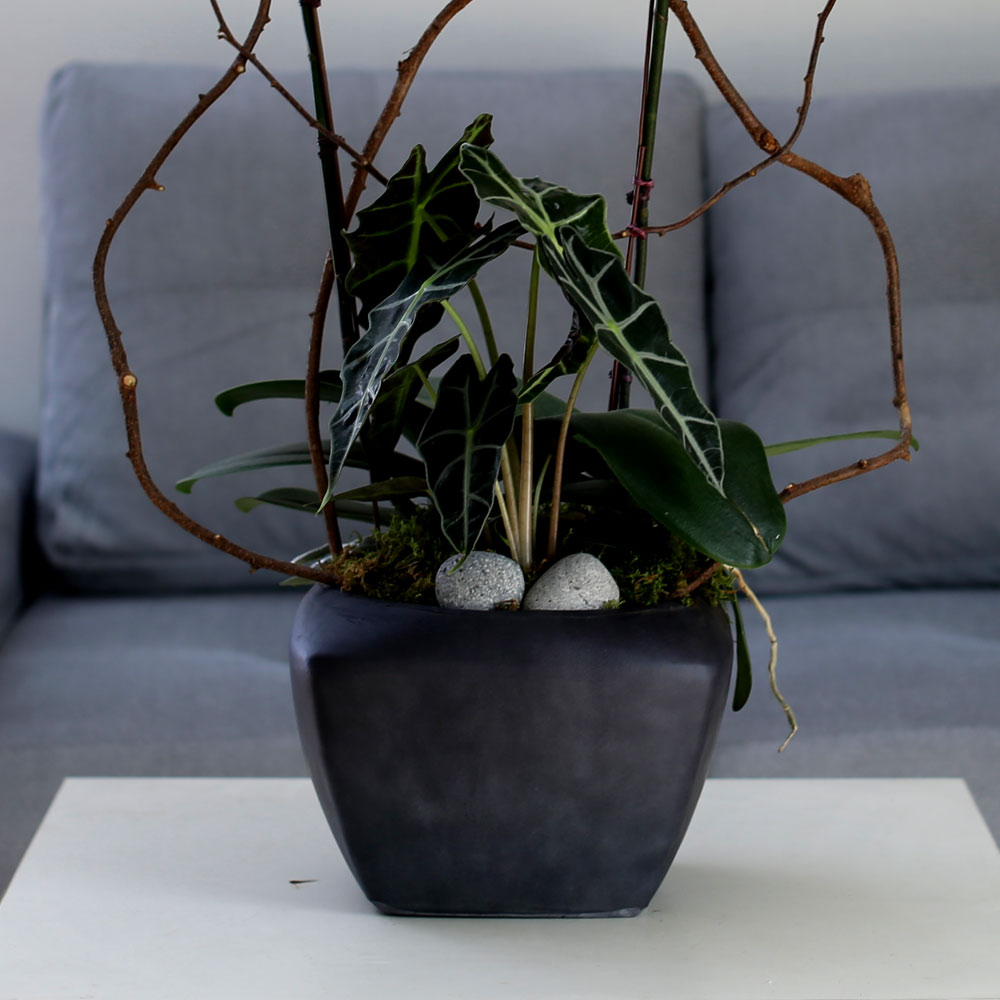 Decorating with Orchids() - Ĺ̰ ̴ ȭƮȣ  ɹ