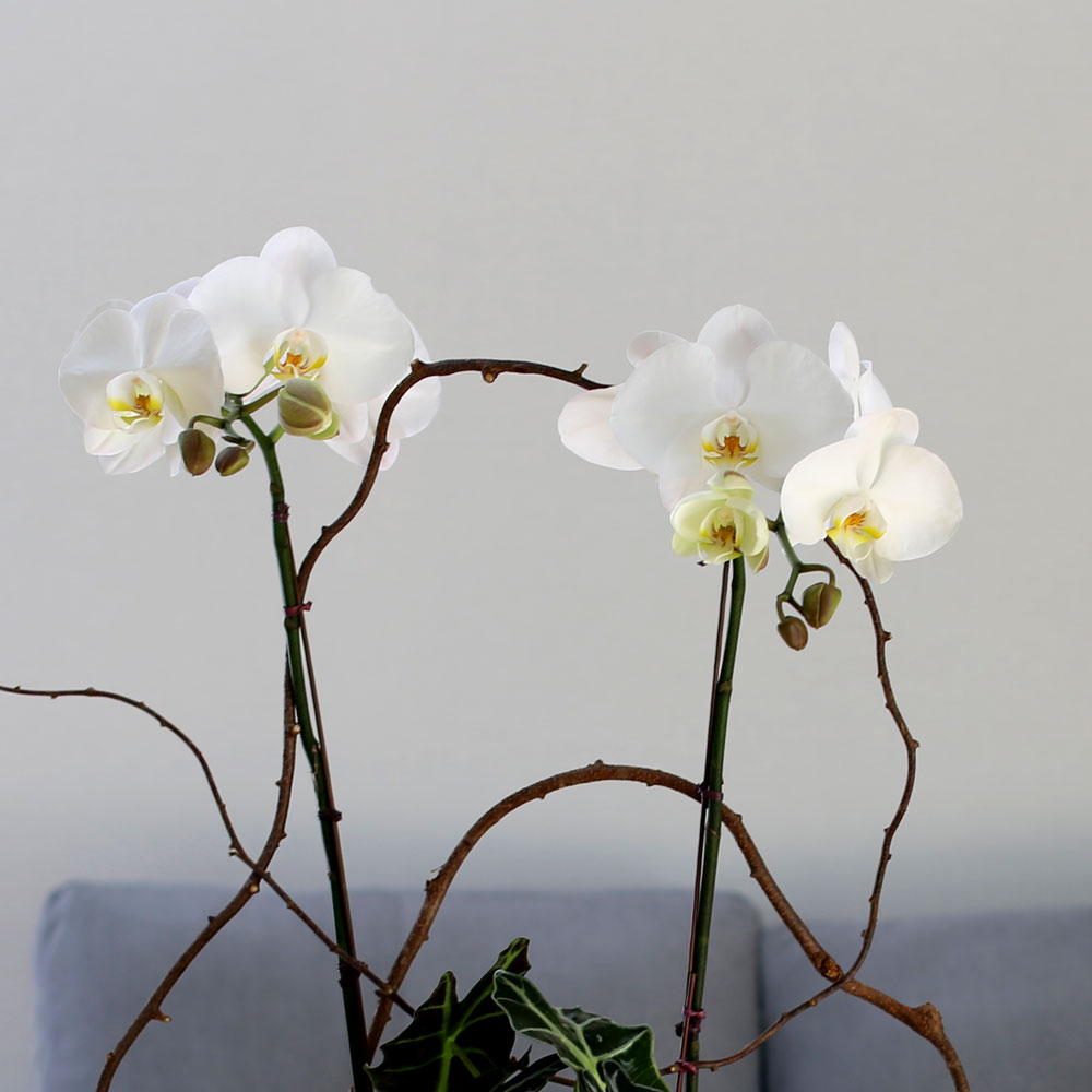 Decorating with Orchids() - Ĺ̰ ̴ ȭƮȣ  ɹ