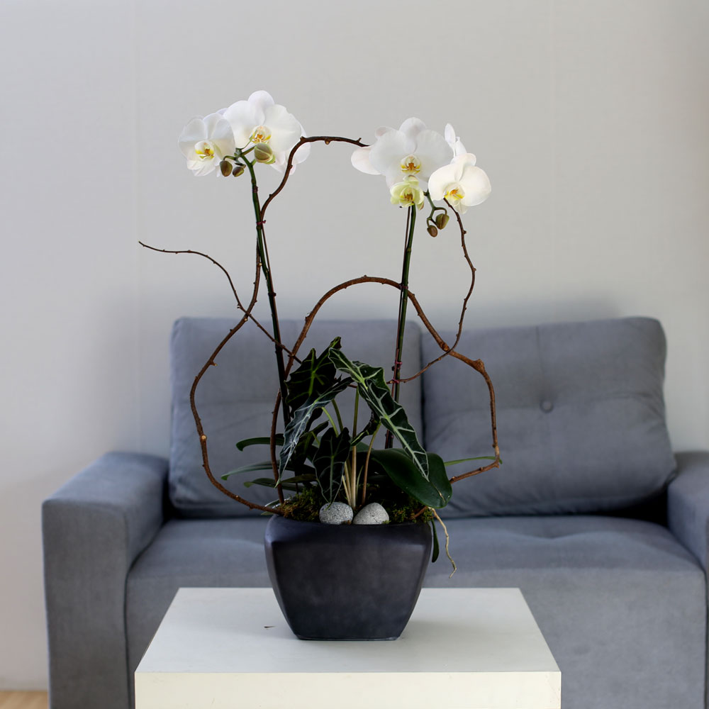 Decorating with Orchids() - Ĺ̰ ̴ ȭƮȣ  ɹ