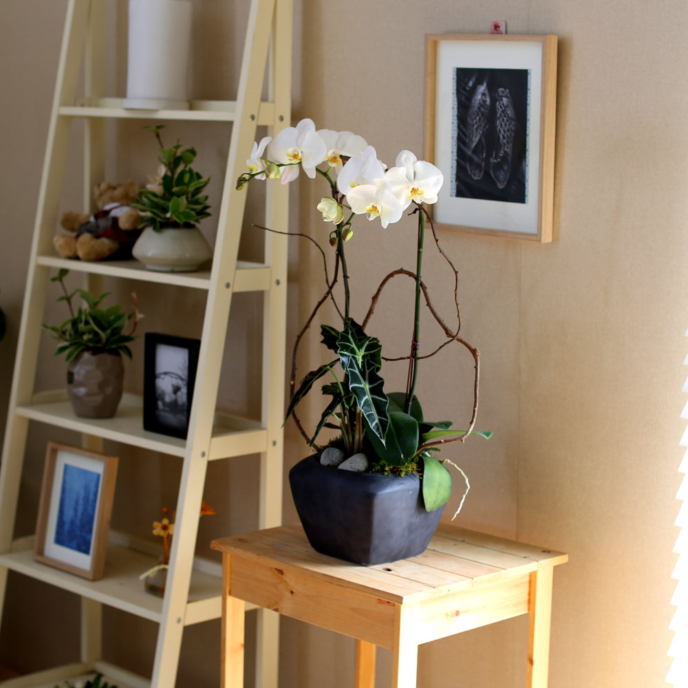 Decorating with Orchids() - Ĺ̰ ̴ ȭƮȣ  ɹ
