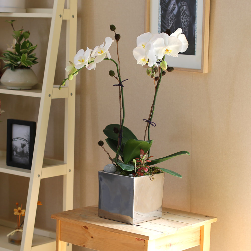 Decorating with Orchids() - õ  ȭƮȣ  ɹ