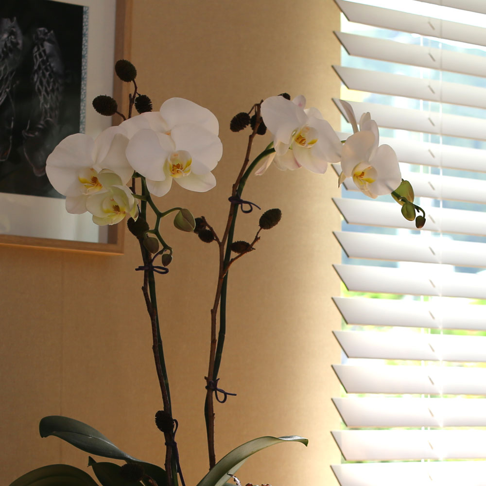 Decorating with Orchids() - õ  ȭƮȣ  ɹ