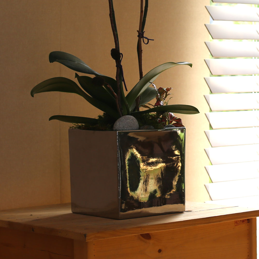 Decorating with Orchids() - õ  ȭƮȣ  ɹ