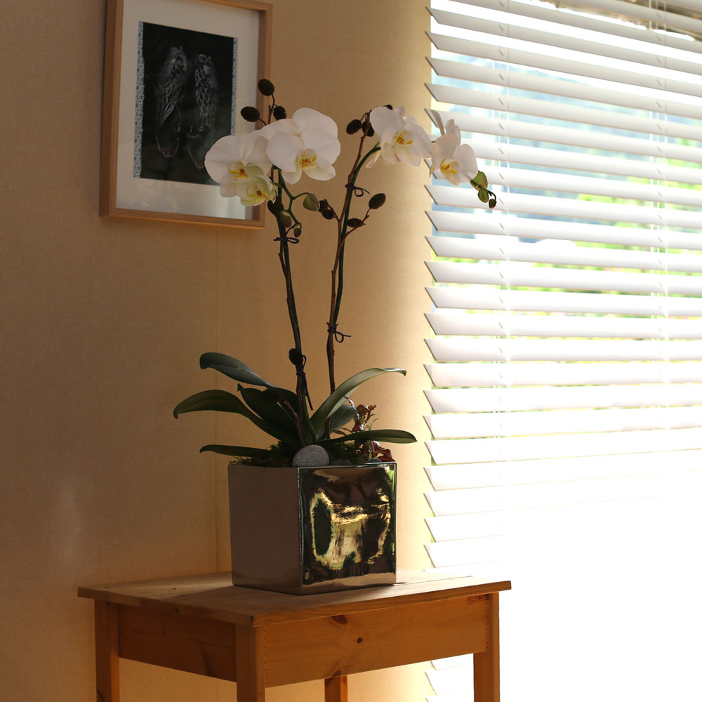 Decorating with Orchids() - õ  ȭƮȣ  ɹ