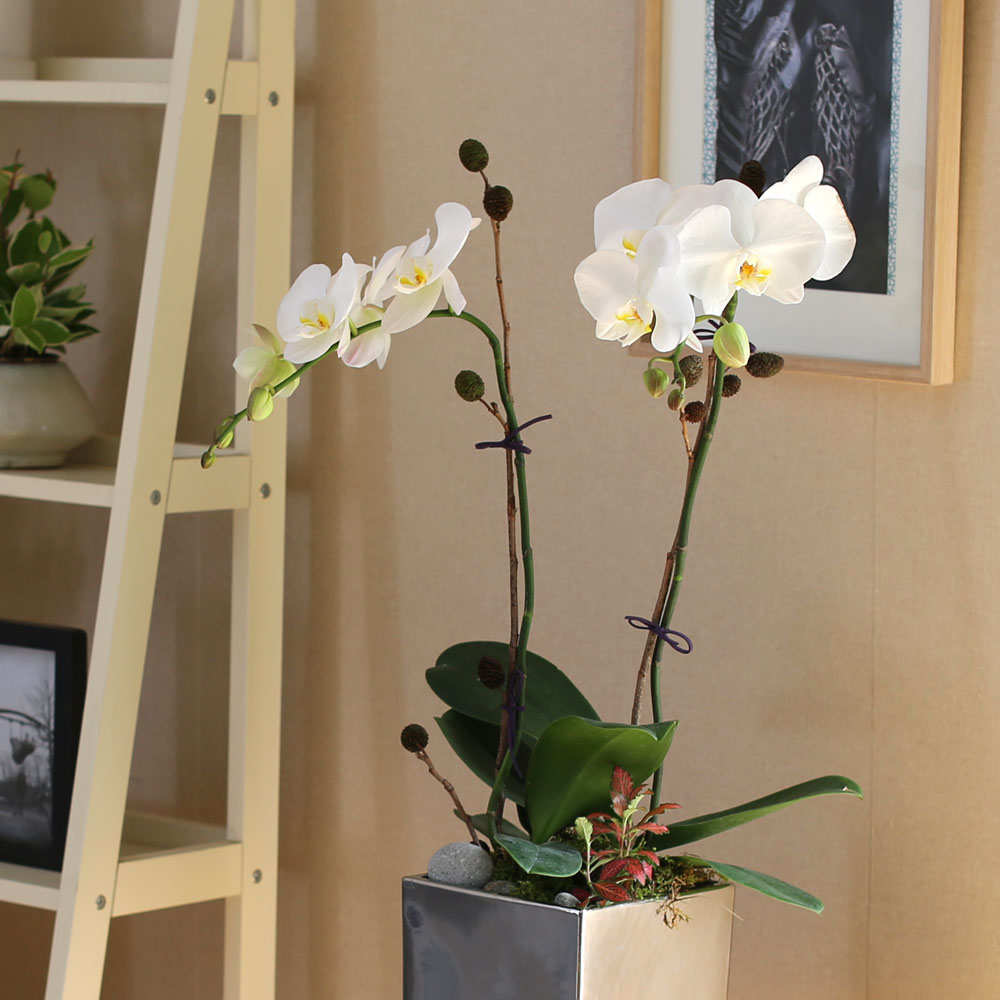 Decorating with Orchids() - õ  ȭƮȣ  ɹ