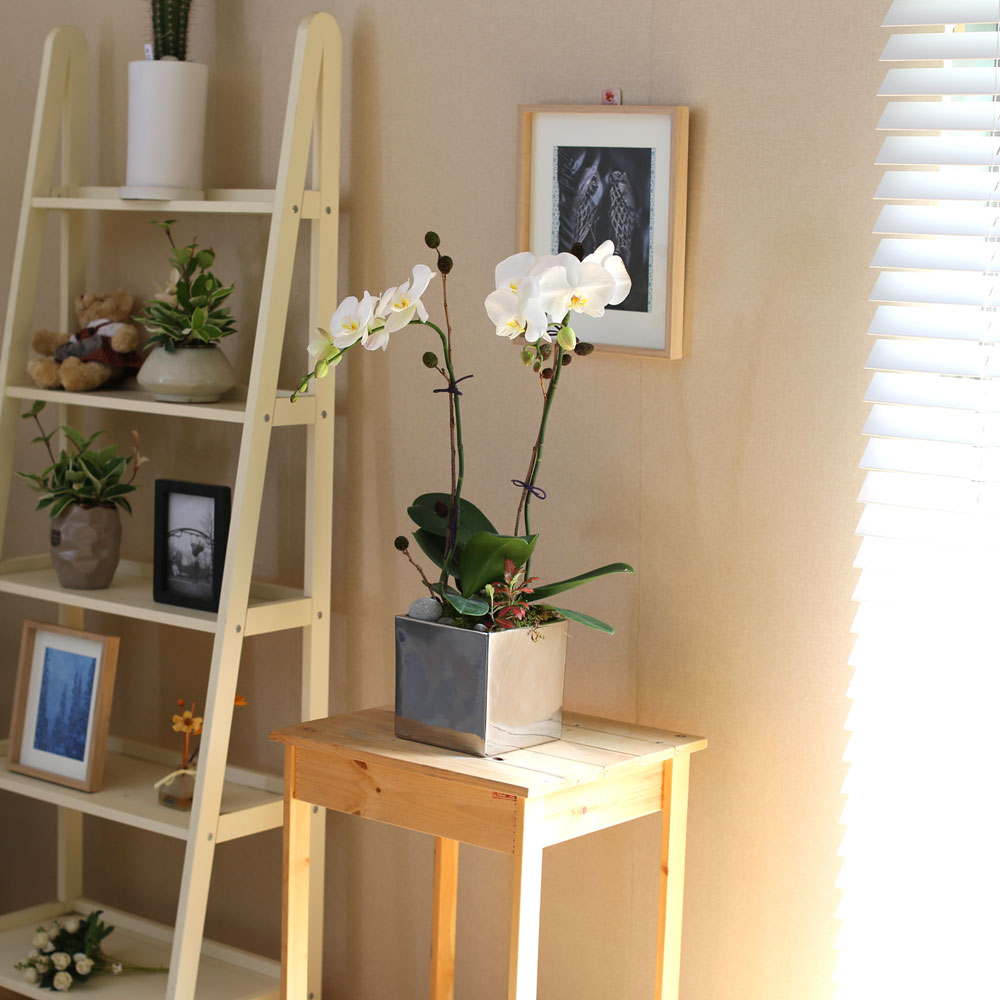 Decorating with Orchids() - õ  ȭƮȣ  ɹ